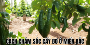 Cách Chăm Sóc Cây Bơ Ở Miền Bắc