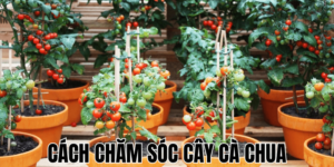 Cách Chăm Sóc Cây Cà Chua