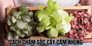 Cách Chăm Sóc Cây Cẩm Nhung