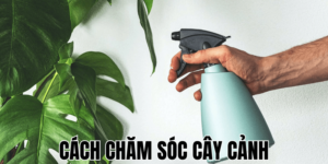 Cách Chăm Sóc Cây Cảnh