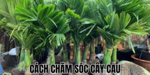 Cách Chăm Sóc Cây Cau
