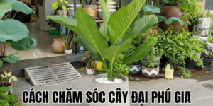 Cách Chăm Sóc Cây Đại Phú Gia