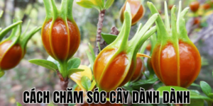 Cách Chăm Sóc Cây Dành Dành