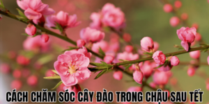 Cách Chăm Sóc Cây Đào Trong Chậu Sau Tết