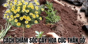 Cách Chăm Sóc Cây Hoa Cúc Thân Gỗ