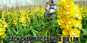 Cách Chăm Sóc Cây Hoa Địa Lan