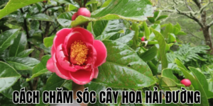 Cách Chăm Sóc Cây Hoa Hải Đường