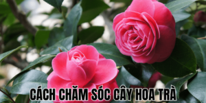 Cách Chăm Sóc Cây Hoa Trà