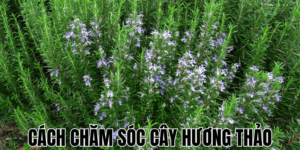 Cách Chăm Sóc Cây Hương Thảo