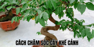 Cách Chăm Sóc Cây Khế Cảnh