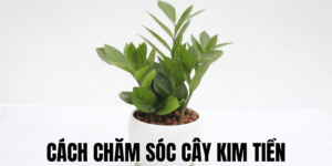 Cách Chăm Sóc Cây Kim Tiền