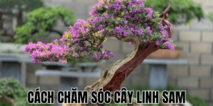 Cách Chăm Sóc Cây Linh Sam