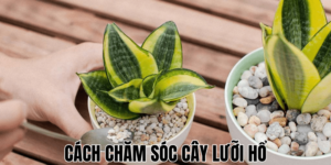 Cách Chăm Sóc Cây Lưỡi Hổ
