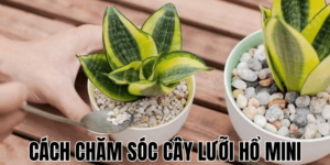 Cách Chăm Sóc Cây Lưỡi Hổ Mini