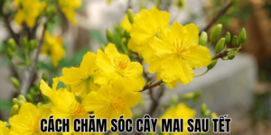 Cách Chăm Sóc Cây Mai Sau Tết