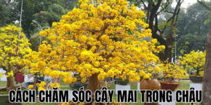 Cách Chăm Sóc Cây Mai Trong Chậu