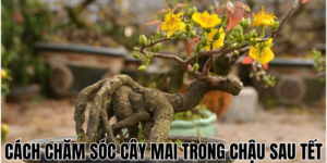 Cách Chăm Sóc Cây Mai Trong Chậu Sau Tết
