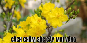 Cách Chăm Sóc Cây Mai Vàng