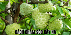 Cách Chăm Sóc Cây Na