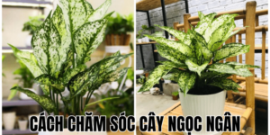 Cách Chăm Sóc Cây Ngọc Ngân