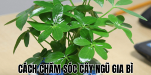 Cách Chăm Sóc Cây Ngũ Gia Bì
