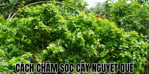 Cách Chăm Sóc Cây Nguyệt Quế