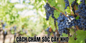 Cách Chăm Sóc Cây Nho