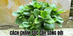 Cách Chăm Sóc Cây Sống Đời