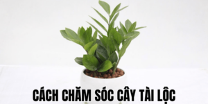 Cách Chăm Sóc Cây Tài Lộc