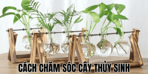 Cách Chăm Sóc Cây Thủy Sinh