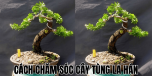 Cách Chăm Sóc Cây Tùng La Hán