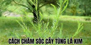 Cách Chăm Sóc Cây Tùng Lá Kim