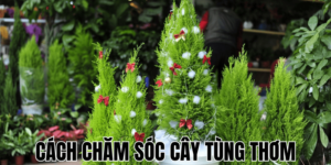 Cách Chăm Sóc Cây Tùng Thơm