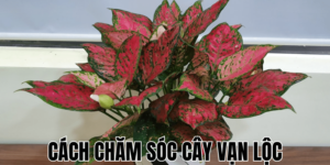 Cách Chăm Sóc Cây Vạn Lộc