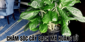 Chăm Sóc Cây Bạch Mã Hoàng Tử