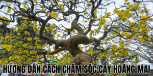 Hướng Dẫn Cách Chăm Sóc Cây Hoàng Mai