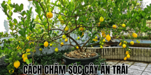 Cách Chăm Sóc Cây Ăn Trái