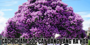 Cách Chăm Sóc Cây Bằng Lăng Ra Hoa