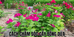 Cách Chăm Sóc Cây Bông Dừa