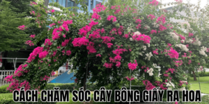 Cách Chăm Sóc Cây Bông Giấy Ra Hoa