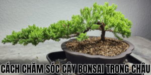 Cách Chăm Sóc Cây Bonsai Trong Chậu