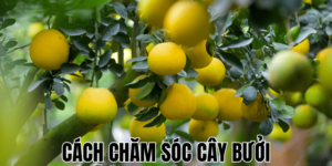 Cách Chăm Sóc Cây Bưởi