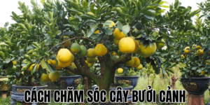 Cách Chăm Sóc Cây Bưởi Cảnh