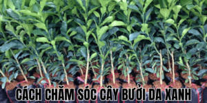 Cách Chăm Sóc Cây Bưởi Da Xanh