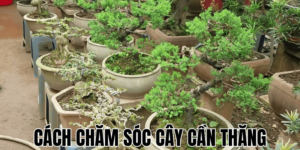 Cách Chăm Sóc Cây Cần Thăng