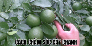 Cách Chăm Sóc Cây Chanh