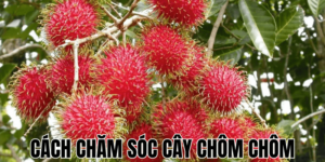 Cách Chăm Sóc Cây Chôm Chôm