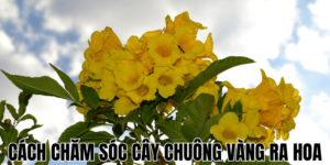 Cách Chăm Sóc Cây Chuông Vàng Ra Hoa