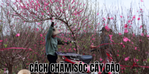 Cách Chăm Sóc Cây Đào