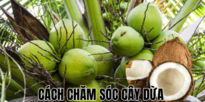 Cách Chăm Sóc Cây Dừa